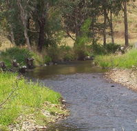 Murphy's Cabin - Accommodation Brisbane