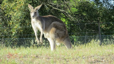 Adelberg - Accommodation Brisbane 7