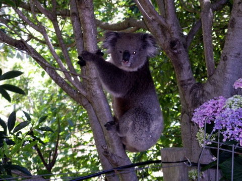 Adelaide Hills Bed & Breakfast Accommodation - Accommodation Brisbane 4