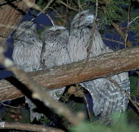 BIG4 Kelso Sands Holiday  Native Wildlife Park - Accommodation Brisbane