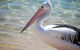 The Peninsular Merimbula - thumb 1
