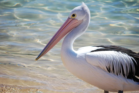 The Peninsular Merimbula - Accommodation Brisbane 1