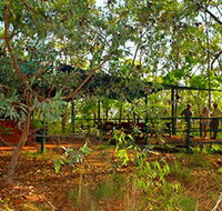 Arnhemland Barramundi Nature Lodge - Accommodation Brisbane