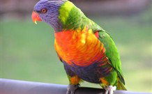 Merry Beach Caravan Resort - Accommodation Brisbane 4