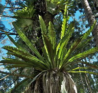 Rummery Park campground - Accommodation Brisbane