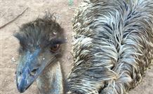 Warrawong On The Darling - Accommodation Brisbane 4