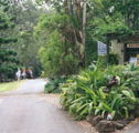 Tamborine Mountain Caravan  Camping - Accommodation Brisbane