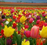 Golfview Lodge - Accommodation Brisbane