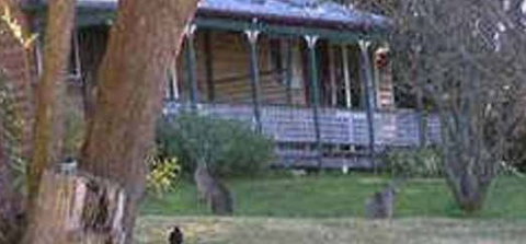 Cedar Lodge Cabins - Accommodation Brisbane 3