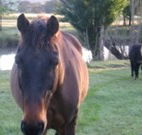 Reynella Kosciusko Rides Accommodation - Accommodation Brisbane