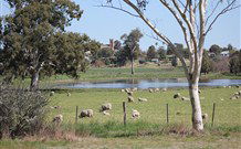 Yamba Farmstay - Accommodation Brisbane 5