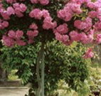 Eden Bed and Breakfast - Accommodation Brisbane