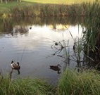 Harewood House Bed and Breakfast - Accommodation Brisbane