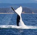 Snug Cove Bed and Breakfast - Accommodation Brisbane