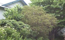 Tree Tops Guesthouse - Accommodation Brisbane 1