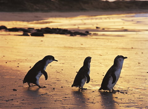 Phillip Island YHA - Accommodation Brisbane 7