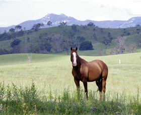 Marchioness Farmstay - Accommodation Brisbane 1