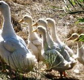 Duck Duck Goose Bed and Breakfast - Accommodation Brisbane