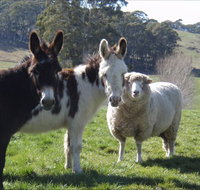 Avaleigh Elms Farmstay - Accommodation Brisbane