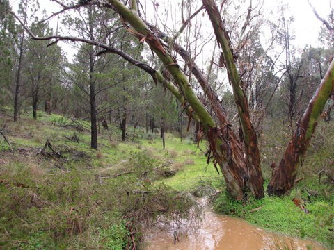 Beetaloo Grove - Accommodation Brisbane 2