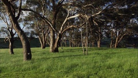 Dragonfly Cottages - Accommodation Brisbane 1