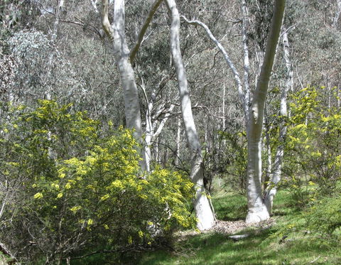 Highfield Farm And Woodland Bush Campsites - Accommodation Brisbane 4