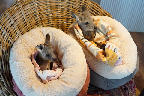 Tiandi Wildlife Sanctuary Farm Stay - Jambalaya Cottage - Accommodation Brisbane 9