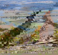 Eaglereach Wilderness Resort - Accommodation Brisbane