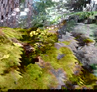 Fernhook Falls Camp at Mount Frankland South National Park - Accommodation Brisbane
