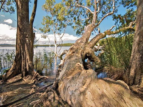 Dees Corner Campground - Accommodation Brisbane 2