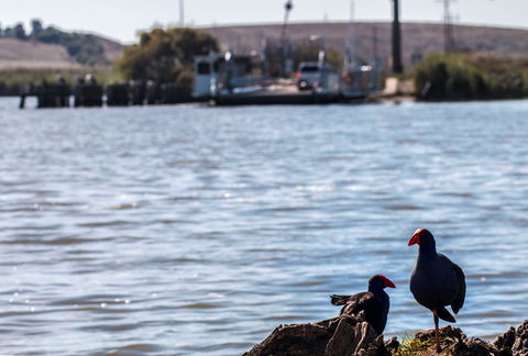 Narrung Ferry Camp Ground - Accommodation Brisbane 1