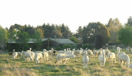 Glenhope Alpacas Self Contained Bb/farmstay - Accommodation Brisbane