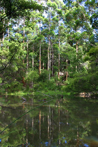 Peppermint Grove Retreat - Accommodation Brisbane 0