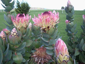 Stargazers - Accommodation Brisbane 3