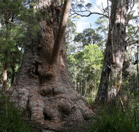 Valley of the Giants Cottage - Accommodation Brisbane