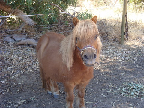 Bindoon's Windmill Farm - Accommodation Brisbane 1