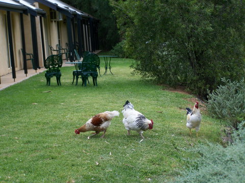 Burra Motor Inn - Accommodation Brisbane 2