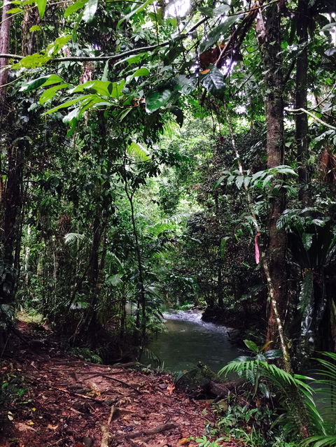 Daintree Wilderness Lodge - Accommodation Brisbane 2