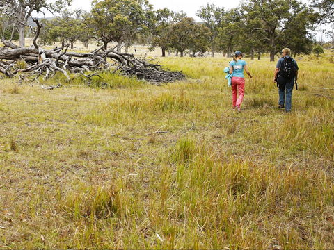 Sundown National Park Camping - Accommodation Brisbane 2
