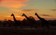 Zoofari Lodge, Taronga Western Plains Zoo Dubbo - thumb 1