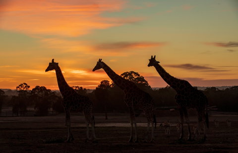 Zoofari Lodge, Taronga Western Plains Zoo Dubbo - Accommodation Brisbane 1