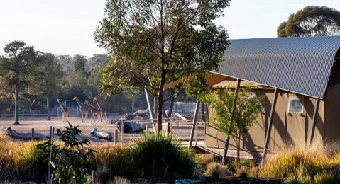 Zoofari Lodge, Taronga Western Plains Zoo Dubbo - Accommodation Brisbane 2
