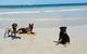BIG4 Warrnambool Figtree Holiday Park - thumb 2