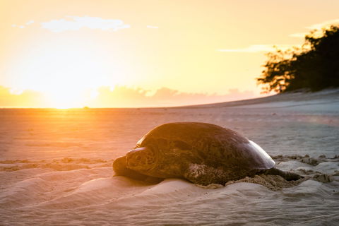 Heron Island Resort - Accommodation Brisbane 2