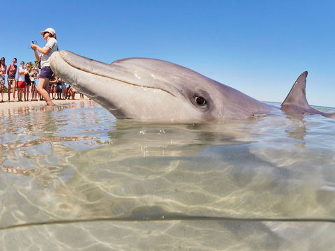 RAC Monkey Mia Dolphin Resort - Accommodation Brisbane 2