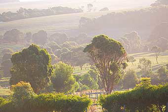 Mackas Farm - Accommodation Brisbane 0