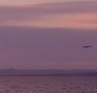 Pelican Sands Bed and Breakfast - Accommodation Brisbane