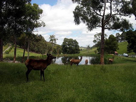 Gracefield Cottage - Accommodation Brisbane 3
