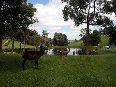 Gracefield Cottage - Accommodation Brisbane 4