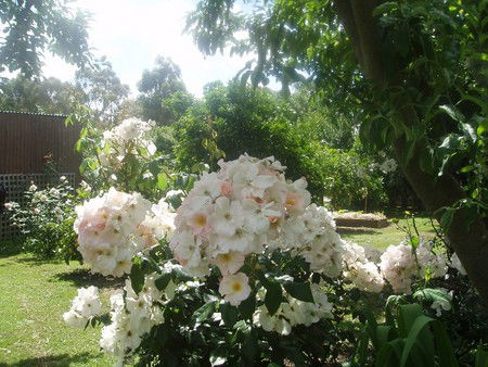 Hudspeth House Bed And Breakfast - Accommodation Brisbane 3